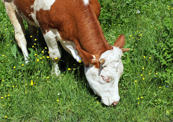 Kuh - cow