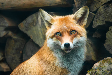 red fox - 14302056