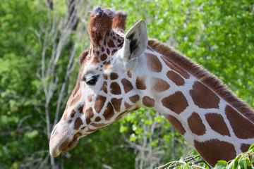 Giraffe 2
