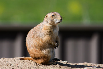 Black-Tailed Prairie Dog on the lookout for intruders.