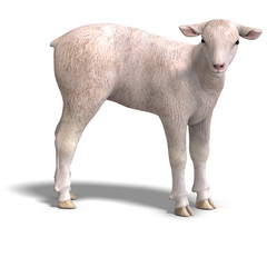 lamb