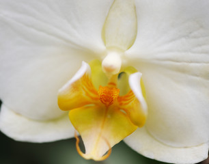 Naklejka na ściany i meble Orchid white