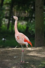 flamand rose