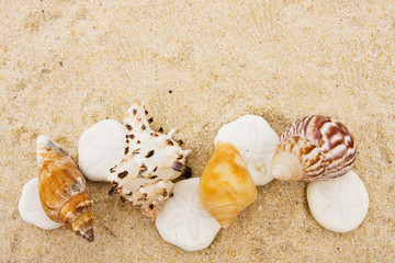 Seashell Border