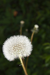 Pusteblume