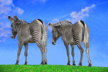Zebras