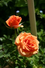 Orange blühende Rosen
