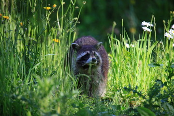 Waschbär