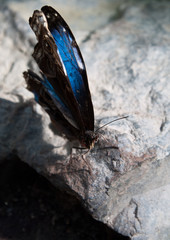 Papillon bleu sur des rochers
