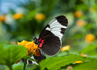 Obraz na płótnie Canvas Butterfly czarny, biały i czerwony