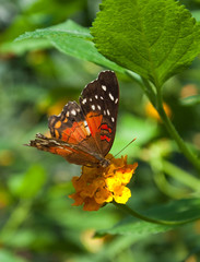 Obraz na płótnie Canvas Papillon Rouge-pomarańczowy