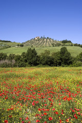 Fototapeta na wymiar Toskański krajobraz z winnicy na wiosnę
