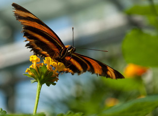 Papillon strié noir orange