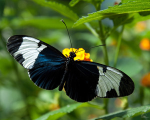 Papillon noir blanc bleu