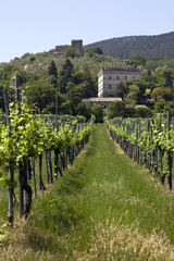 Fototapeta na wymiar Chianti vineyard
