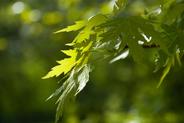 spring maple leaves