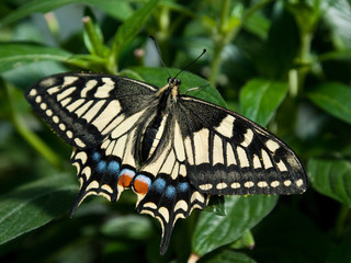Papillon jaune noir bleu rouge