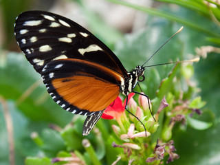 Papillon orange en gros plan