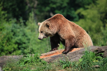 kodiakbär