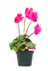 cyclamen