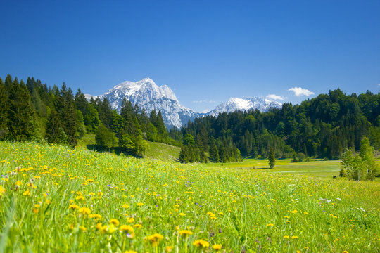 alpen panorama mit wiese im vordergrund