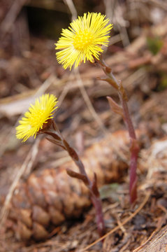 Tussilage ; Flore du Mercantour
