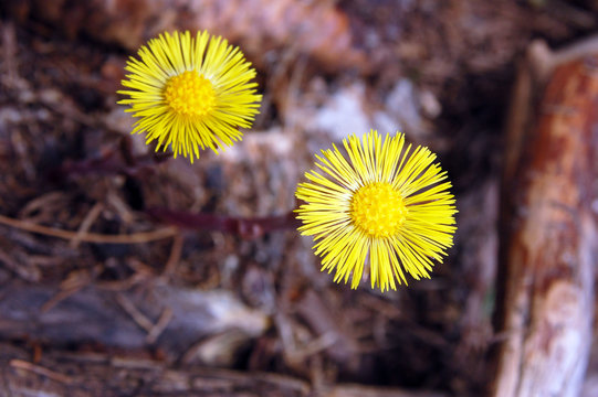 Tussilage ; Flore du Mercantour