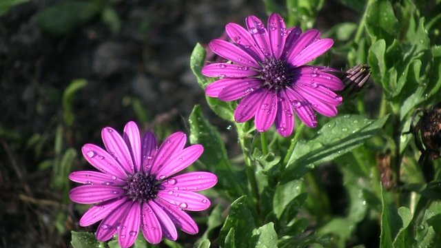 fleurs violettes mouill&eacute;es