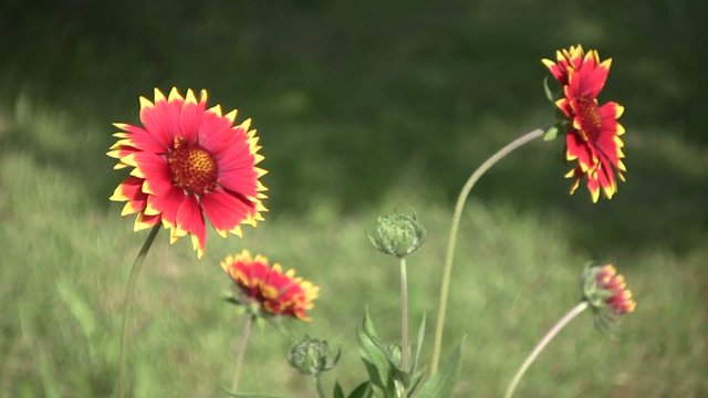 bellee fleure annuelles orange et jaune
