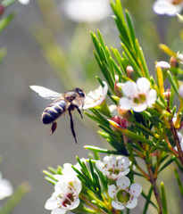 abelha em voo