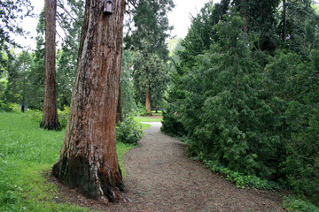 Sequoias