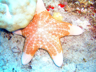 Strange star