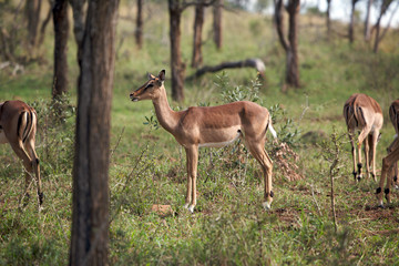Impala
