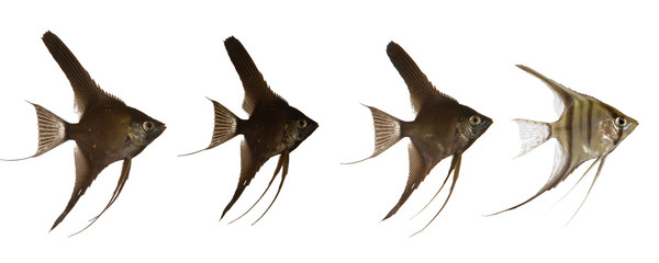 Scalar fish line - obrazy, fototapety, plakaty