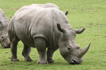 Foto op Plexiglas rhinoceros © galam