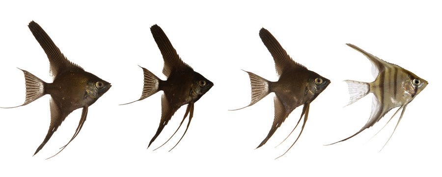 Scalar fish line