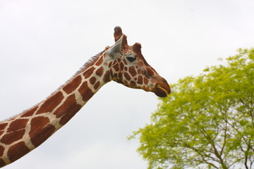 girafe
