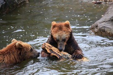 Kodiakbären