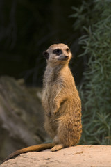 Wächter-Erdmännchen