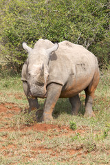 Nashorn