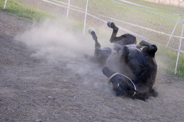 Black horse rolling in dirt