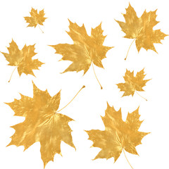 Naklejka na ściany i meble Golden Maple Leaves