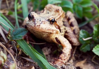 Frog in the grass