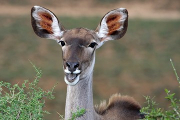 Kudu Antelope Ears
