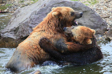 kämpfende Kodiakbären