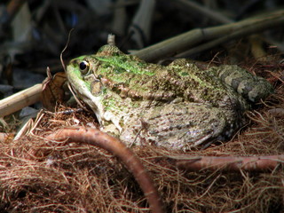 Grenouille sur la berge.