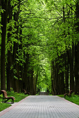 Shady pathway in a park