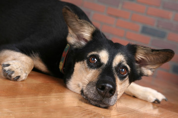 big dog on floor looking directly at you