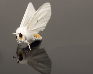 White moth