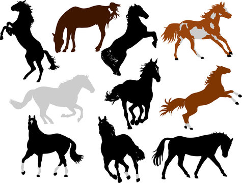 horses collection vector